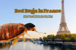 Bed Bugs in France