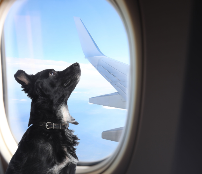  Planning to fly with your dog or cat? Discover which airlines allow pets in the cabin, weight limits, carrier requirements, and expert tips for a stress-free flight.