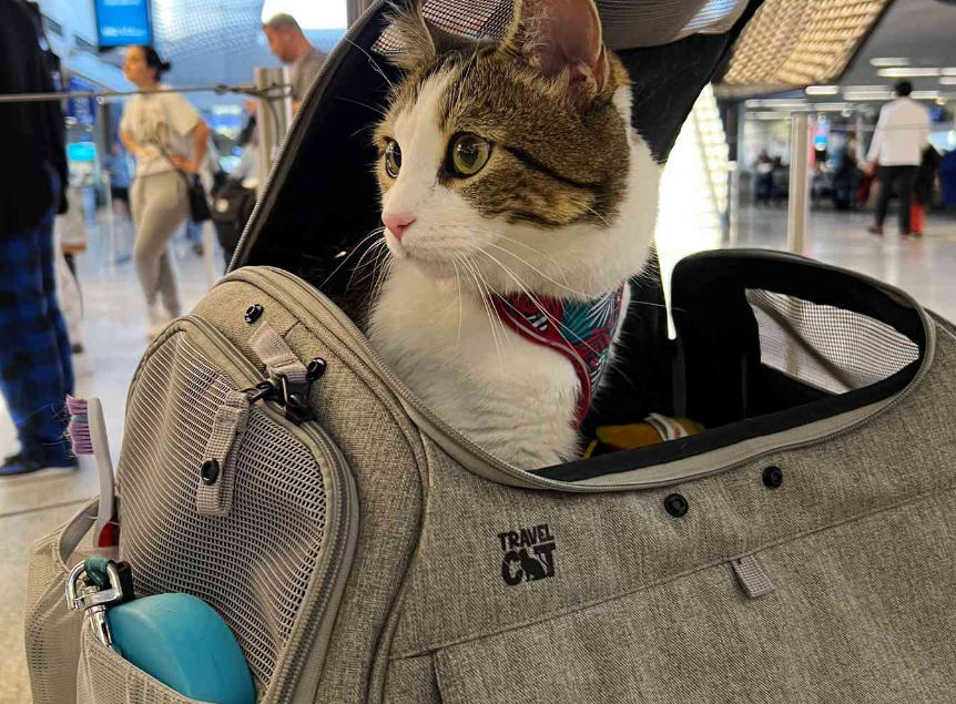 Expert reviews of the best airline pet carrier for cats and portable litter boxes. Learn which carriers fit under airplane seats and meet strict airline rules.