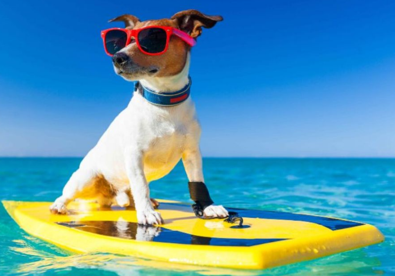 Planning on taking your dog on holiday? Discover the best pet-friendly destinations, airline rules, and essential tips for a stress-free international trip.
