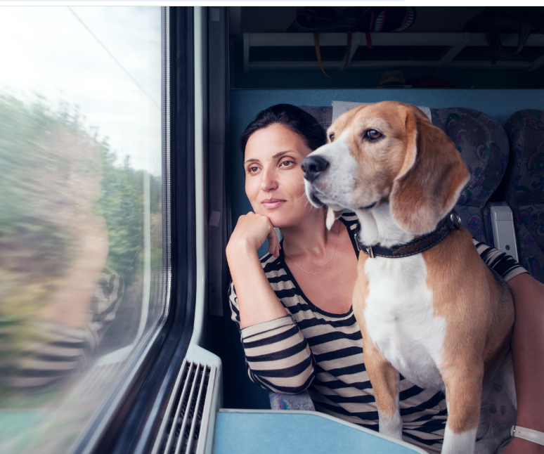 Wondering if you can take your dog or cat on the Eurostar? Discover the 2025 Eurostar pet policy, alternative routes via Eurotunnel, and expert travel tips.