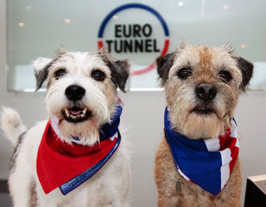 Crossing the Channel with a dog or cat? Learn the essential Eurotunnel pet rules, Folkestone Pet Reception process, fees, and tips for a stress-free Le Shuttle journey.