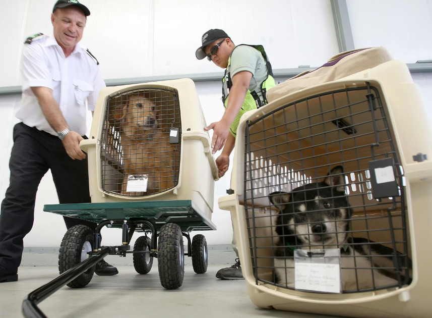 Discover airlines that allow large dogs in cargo, safest options for sending cats on airlines, and flights that allow dogs in cargo. Complete guide with policies, costs, and tips for stress-free pet travel.