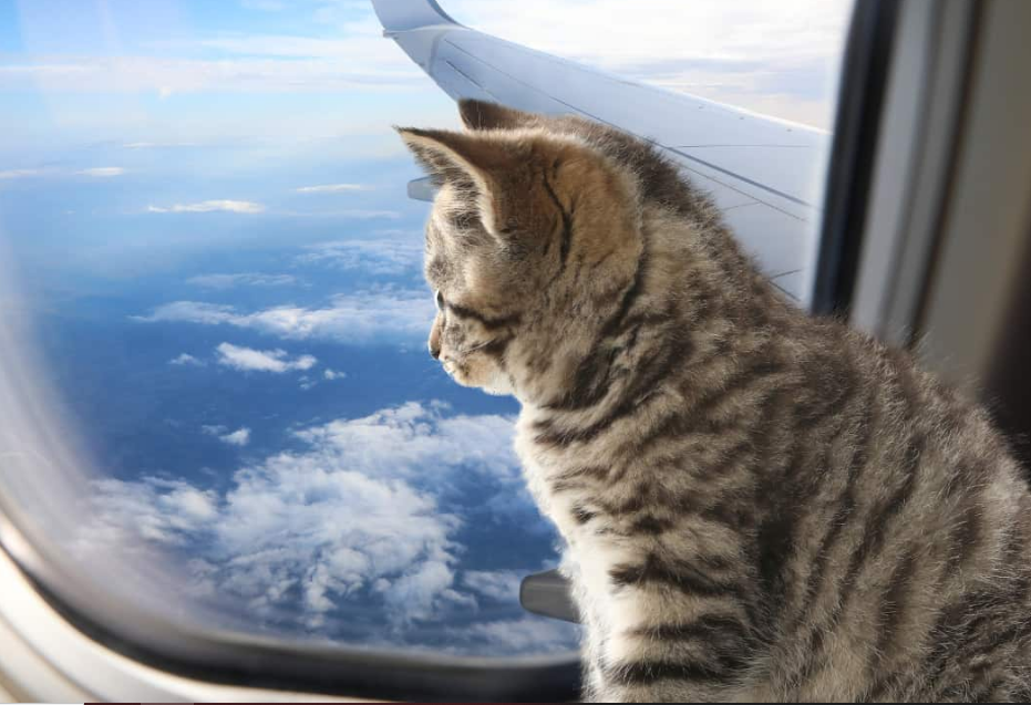 Planning to fly with your cat? Discover the best airlines that allow cats in cabin, carrier requirements, fees, and expert strategies for a stress-free flight.