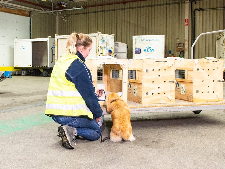 Planning a trip with KLM? Learn the full KLM pet policy for international flights, including in-cabin rules, cargo requirements, fees, and expert travel tips.