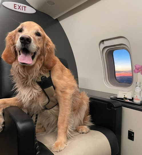 Can you fly with a large dog in the cabin? Explore the rare airlines that allow big breeds, service dog regulations, and expert tips for flying with large dogs.