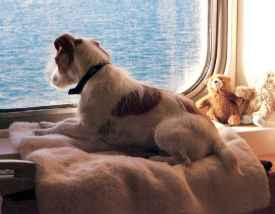 Taking a Pet to France on a Ferry